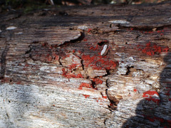 Tulasnella aurantiaca