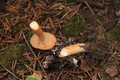 Lactarius aurantiacus