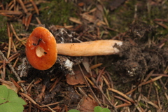 Lactarius aurantiacus
