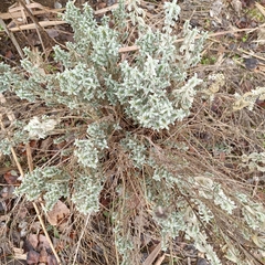 Mercurialis tomentosa
