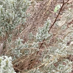 Mercurialis tomentosa