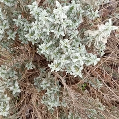 Mercurialis tomentosa