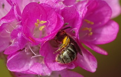 Lasioglossum nitidulum