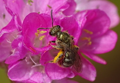 Lasioglossum nitidulum