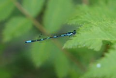 Coenagrion johanssoni