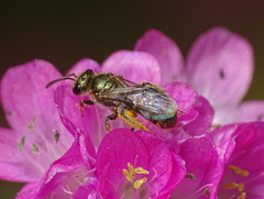 Lasioglossum nitidulum