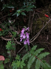 Stachys grandidentata