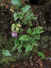 Stachys grandidentata