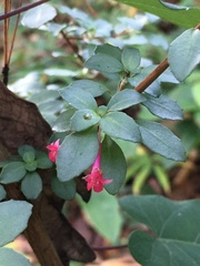 Fuchsia thymifolia