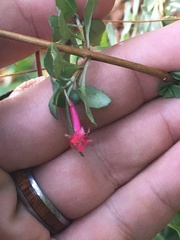 Fuchsia thymifolia