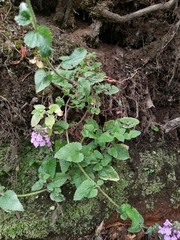 Stachys grandidentata