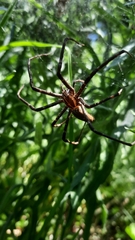 Euprosthenops