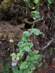 Stachys grandidentata
