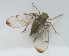 Paricanoides