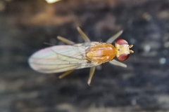 Opomyzidae