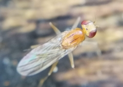 Opomyzidae