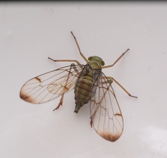 Paricanoides