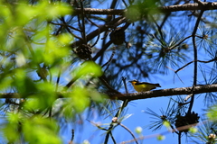 Ficedula zanthopygia