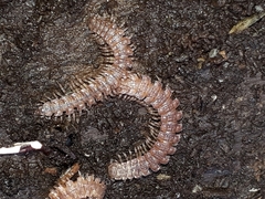 Polydesmus angustus