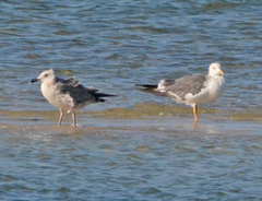 Larus fuscus