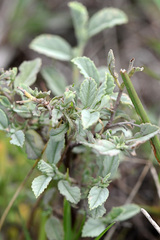 Hermannia holosericea