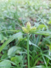 Cyperus aggregatus