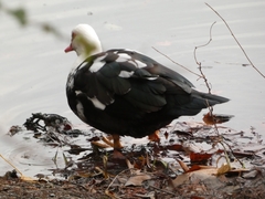 Cairina moschata domestica