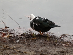 Cairina moschata domestica