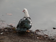 Cairina moschata domestica