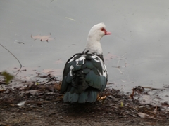 Cairina moschata domestica