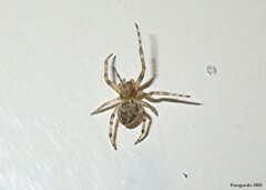 Larinioides sclopetarius
