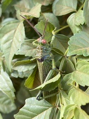 Phymateus viridipes