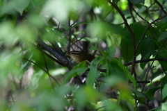 Urosphena squameiceps