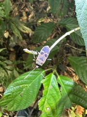 Physopelta gutta gutta