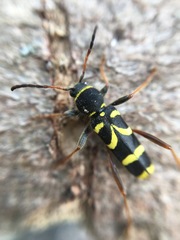 Clytus arietis