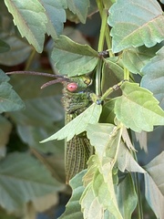 Phymateus viridipes