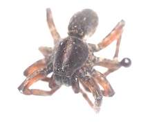 Trochosa terricola
