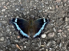 Kaniska canace drilon