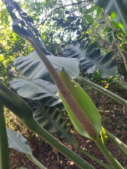 Anthurium coriaceum