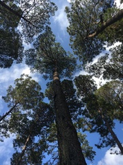 Pinus oocarpa