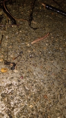 Helicorthomorpha holstii