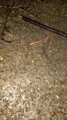 Helicorthomorpha holstii