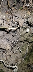 Arachnocampa luminosa