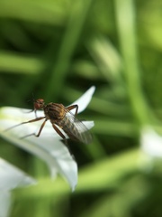 Empis