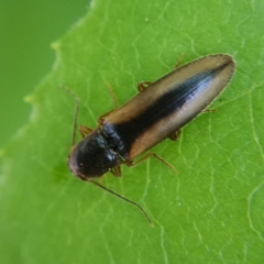 Dalopius marginatus