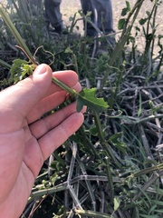 Cissus quadrangularis