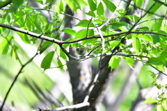 Phylloscopus claudiae