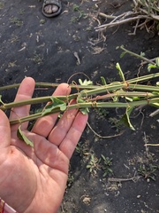 Cissus quadrangularis