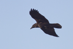Corvus cryptoleucus