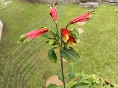 Alstroemeriaceae